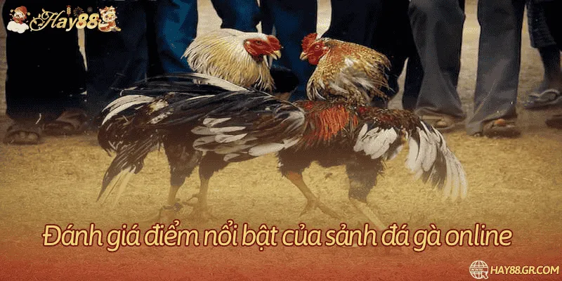Lý do nên chọn Hay88 để chơi chọi gà mạng